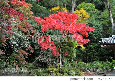 秋天的樹葉 秋天的樹葉 96784068