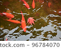 秋天的樹葉 96784070