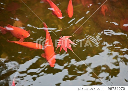 秋天的樹葉 秋天的樹葉 96784070