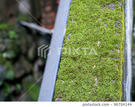 Close up green moss texture, background, nature plant, moss wall Close up green moss texture, background, nature plant, moss wall 96784144