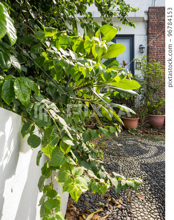 Geen plant growing behind a white wall. Geen plant growing behind a white wall. 96784153