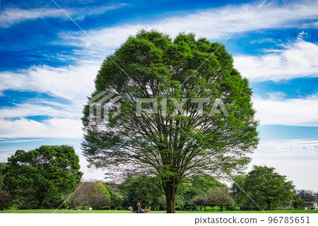 Scenery where large trees shine against the blue sky in the refreshing season 96785651