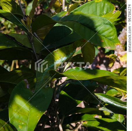 portrait of panther chameleon aka Furcifer pardalis in Andasibe-Mantadia National Park, Madagascar 96786274
