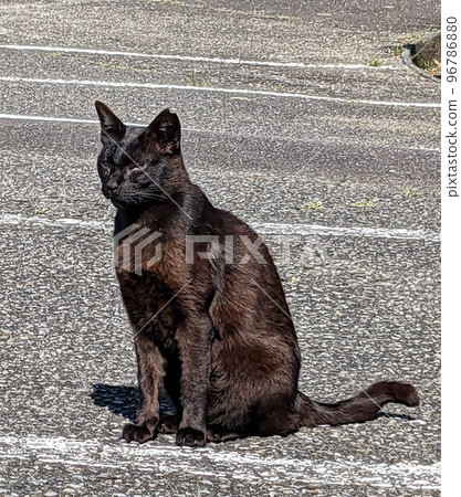 室戶岬展望台停車場內一隻大氣端莊的流浪黑貓 96786880
