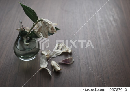 百合花凋落 96787040