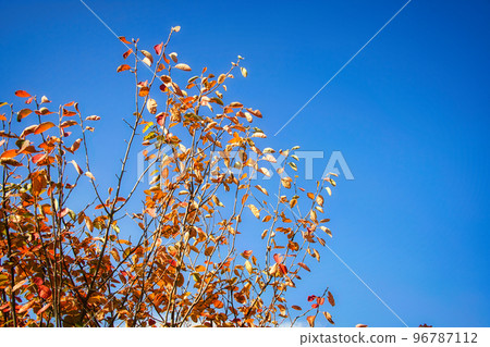 美麗的花朵在春天盛開,紅色的可食用漿果在初夏生長,而六月莓則在秋天提供美麗的落葉。 美麗的花朵在春天盛開,紅色的可食用漿果在初夏生長,而六月莓則在秋天提供美麗的落葉。 96787112