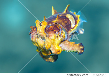 Hanaika Hanaika 96787358