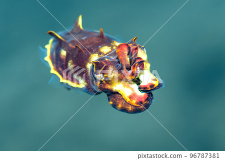 Hanaika Hanaika 96787381