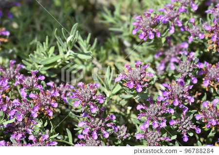 Germander hybrid 96788284