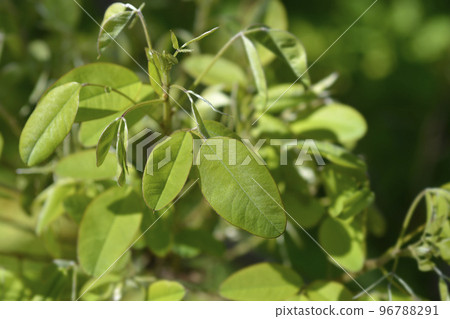 Shrubby bushclover Shrubby bushclover 96788291