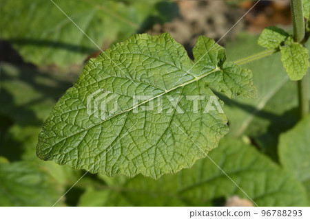 Indigo woodland sage Indigo woodland sage 96788293