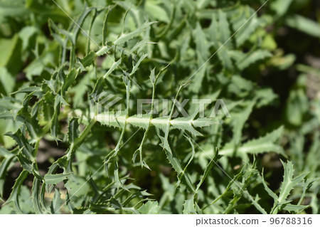 Field eryngo Field eryngo 96788316
