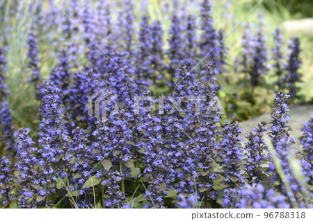 Bugle Atropurpurea 96788318
