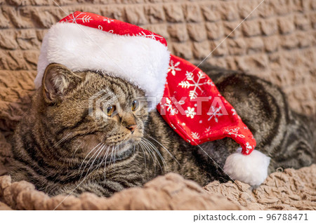 The cat in a festive hat on his head lies in anticipation of the New Year 96788471