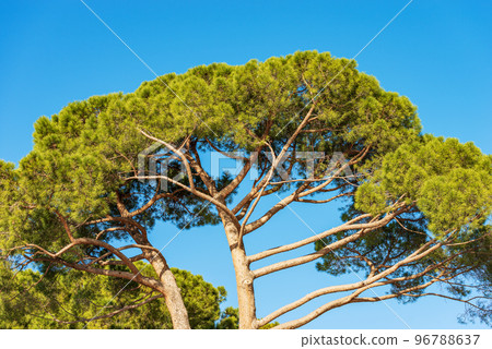 Maritime Pines on Clear Blue Sky - Mediterranean Region Italy 96788637