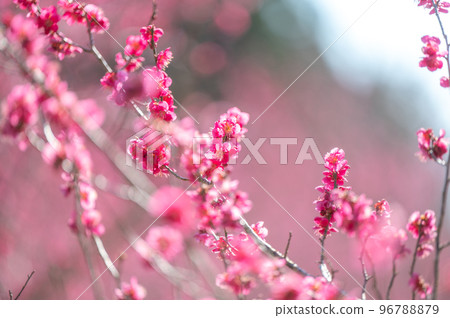 faster than cherry blossoms 96788879