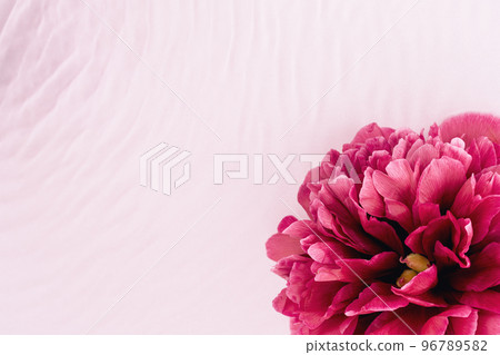 Magenta pink flower. Viva color closeup peony petals in water background Happy birthday Mothers Valentines Day card or beauty spring summer design 96789582