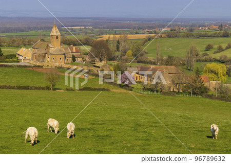 Spring landscape with cows and eglise Notre Dame de Lancharre, Bourgogne, France Spring landscape with cows and eglise Notre Dame de Lancharre, Bourgogne, France 96789632
