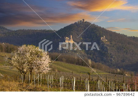 Chateau de Saint-Ulrich ruins, Chateau du Girsberg ruins and Chateau du Haut-Ribeaupierre near Ribeauville, Alsace, France 96789642