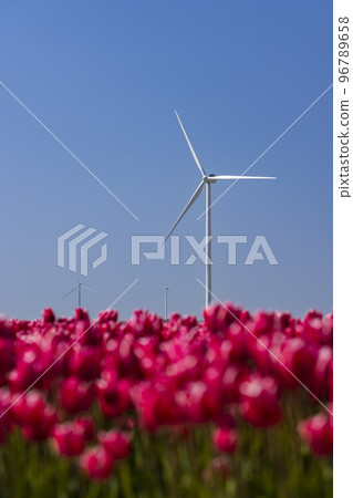 wind turbines with tulip field, North Holland, Netherlands wind turbines with tulip field, North Holland, Netherlands 96789658