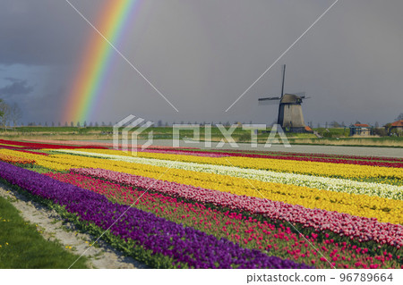 windmill with tulip field in North Holland, Netherlands 96789664