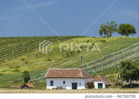 Traditional wine cellars street in Diepolz near Mailberg, Lower Austria, Austria Traditional wine cellars street in Diepolz near Mailberg, Lower Austria, Austria 96789700