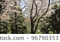 櫻吹雪 96790353