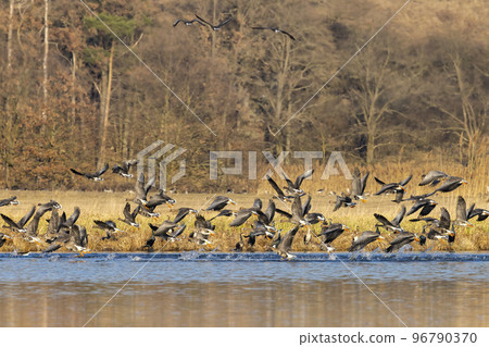 Great Goose, (Anser anser), Southern Bohemia, Czech Republic 96790370