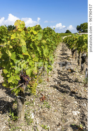 Typical vineyards near Chateau Pichon Longueville Comtesse de Lalande, Bordeaux, Aquitaine, France Typical vineyards near Chateau Pichon Longueville Comtesse de Lalande, Bordeaux, Aquitaine, France 96790457