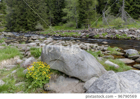 Vydra creek in Sumava National Park, Czech Republic Vydra creek in Sumava National Park, Czech Republic 96790569