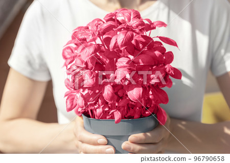 Close-up woman hand holding pot with green fresh aromatic basil grass toned Color of the year 2023 Viva Magenta growing on apartment balcony . Female person cultivate homegrown basilicum herb plant 96790658
