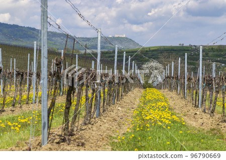 Spring vineyards under Palava near Milovice, Southern Moravia, Czech Republic Spring vineyards under Palava near Milovice, Southern Moravia, Czech Republic 96790669