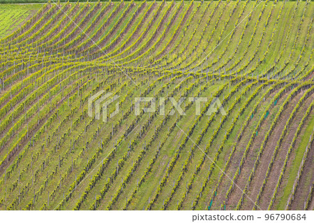 Spring vineyard near Cejkovice, Southern Moravia, Czech Republic Spring vineyard near Cejkovice, Southern Moravia, Czech Republic 96790684