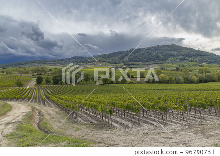 Typical Tuscan landscape with vineyard near Montalcino, Tuscany, Italy Typical Tuscan landscape with vineyard near Montalcino, Tuscany, Italy 96790731