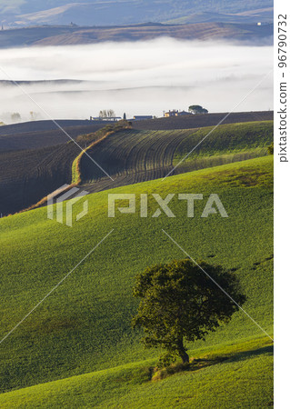 Typical Tuscan morning autumn landscape, Val D'Orcia, Tuscany, Italy Typical Tuscan morning autumn landscape, Val D'Orcia, Tuscany, Italy 96790732