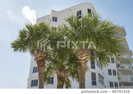 Destin, Florida- Three palm trees outside an apartment in a low angle view 96791426