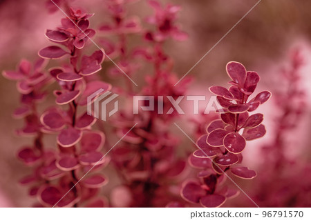 Purple Japanese barberry 96791570
