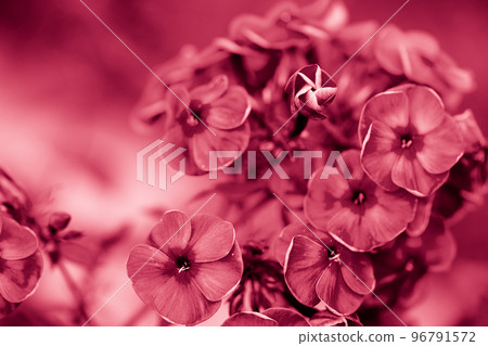 Pink phlox close-up. 96791572