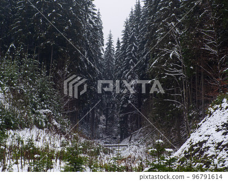 Winter forest in the Carpathians 96791614