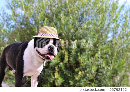 Straw hat Boston terrier ♡ Mighty-kun ♡ 96792132