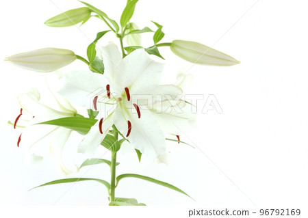 Large lily Casablanca white flower bright background 96792169