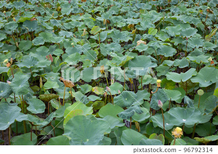 Lotus flower leaves in pond Lotus flower leaves in pond 96792314