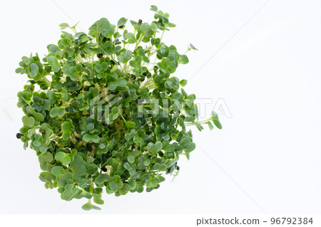 Kale sprouts on white background. 96792384