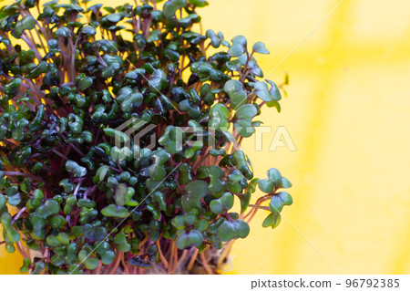 Red cabbage sprouts on yellow background. 96792385