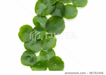 Fresh green centella asiatica leaves Fresh green centella asiatica leaves 96792446