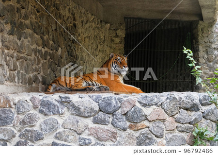 Tiger at the zoo. Keeping wild animals in zoological parks. 96792486