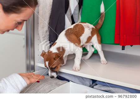Caucasian young woman with a puppy in her hands puts clothes in the closet.  96792800