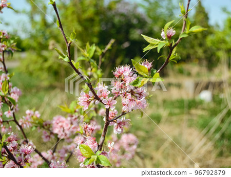 Young pink plum flowers on branches with green petals close-up Young pink plum flowers on branches with green petals close-up 96792879