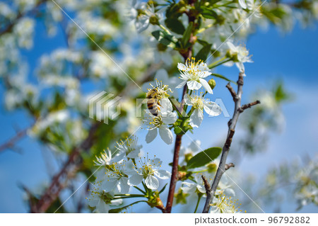 A close-up honey bee pollinates one of the white flowers of a cherry tree against the backdrop of a bright blue sky and other branches of this tree A close-up honey bee pollinates one of the white flowers of a cherry tree against the backdrop of a bright blue sky and other branches of this tree 96792882