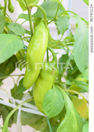 Green chili pepper growing in the field 96793224